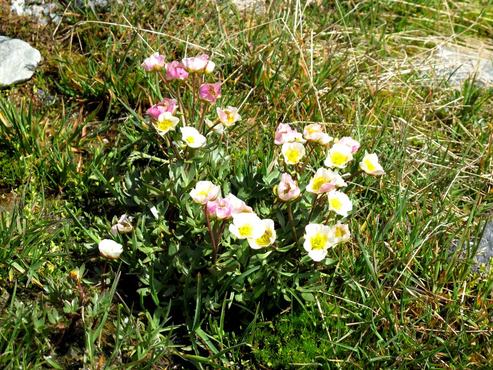 Ranunculus glacialis - 2016