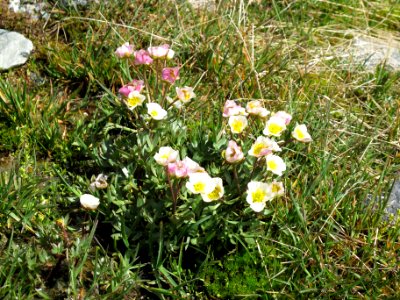 Ranunculus glacialis - 2016