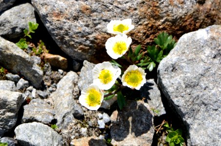 Ranunculus glacialis rubble