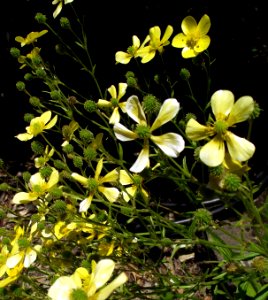 Ranunculus cortusifolius1
