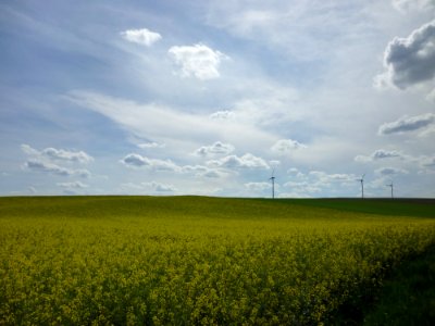 Rapeseed crop with blue sky, scattered cloud, and wind turbines in Austria