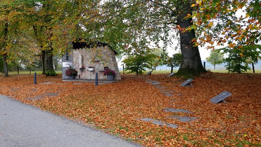 Rodt-Rodter Buchen (3)