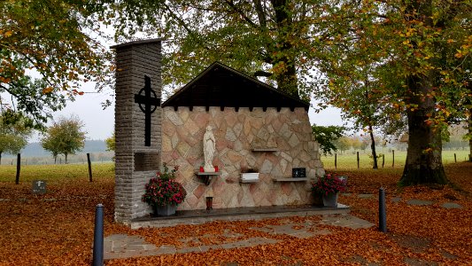Rodt-Rodter Buchen (4)