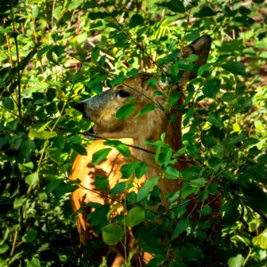 Roe deer eating leaves in Tuntorp 6 photo