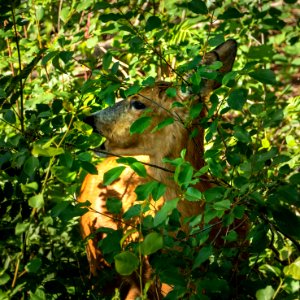Roe deer eating leaves in Tuntorp 6