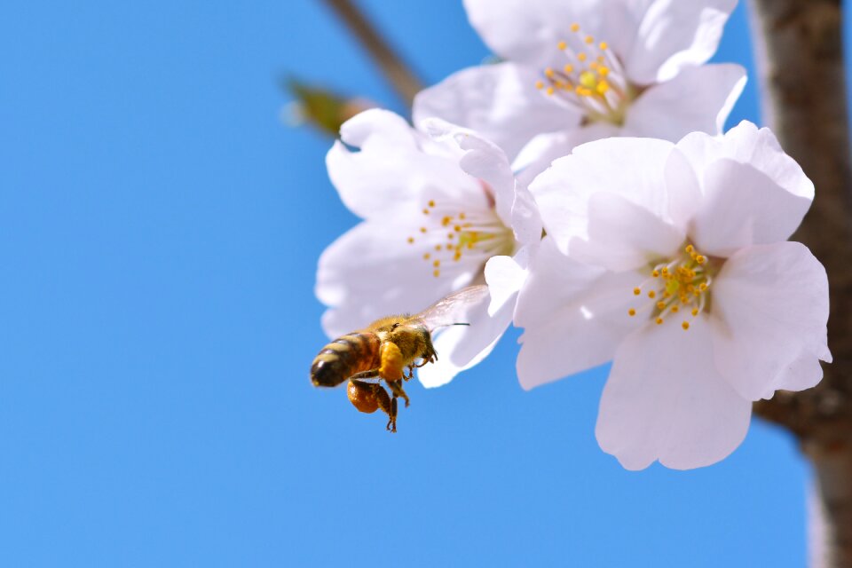 Flowers spring blue sky