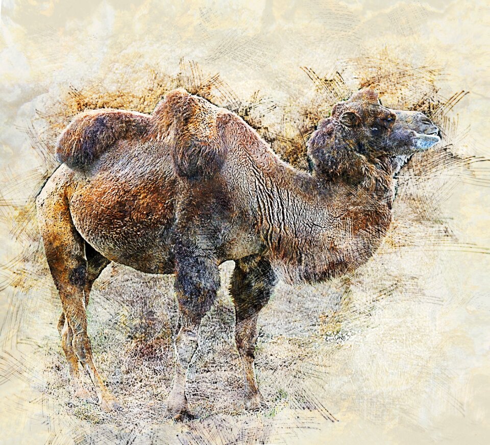 Desert camelus dromedarius the head of a camel