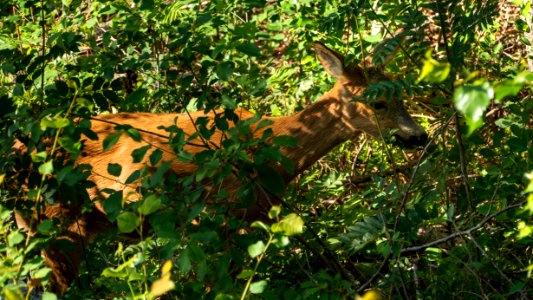 Roe deer eating leaves in Tuntorp 3 photo