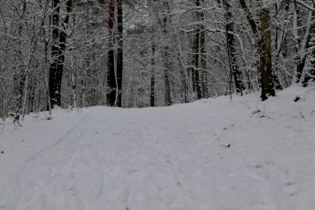 Roedenbecksteig Düppeler Forst with snow 2021-01-30 04