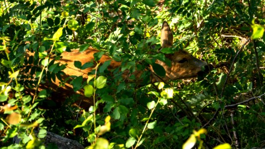 Roe deer eating leaves in Tuntorp 1 photo
