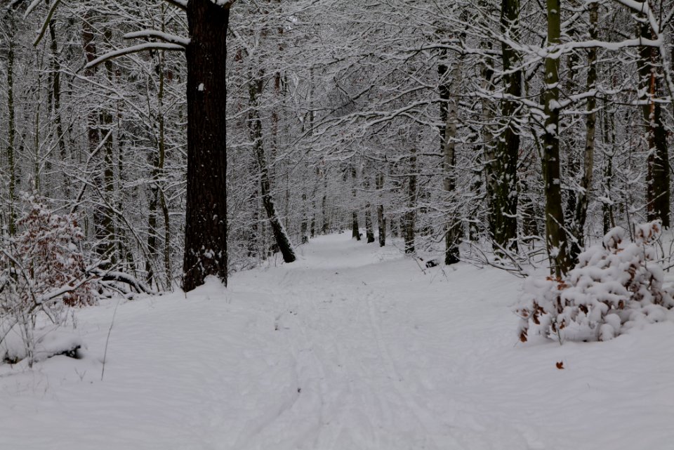 Roedenbecksteig Düppeler Forst with snow 2021-01-30 08