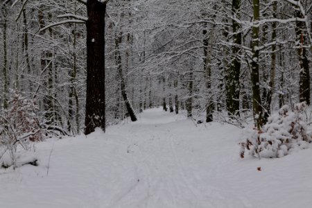 Roedenbecksteig Düppeler Forst with snow 2021-01-30 08