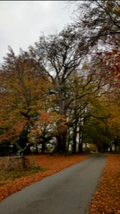 Rodt-Rodter Buchen (6)