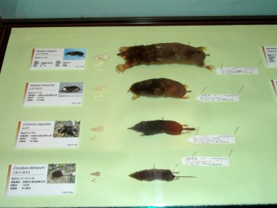Rodents - Kyoto University Museum - DSC06450