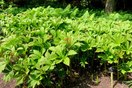 Rodgersia aesculifolia var. henricii - Savill Garden - Windsor Great Park, England - DSC06470