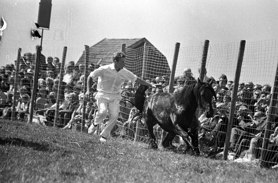 Rodeo in Schagen. Paardenvanger gaat hier achter een Friese hengst aan, Bestanddeelnr 920-6123
