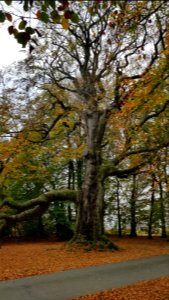 Rodt-Rodter Buchen (5)