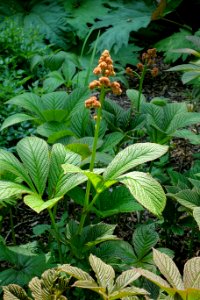 Rodgersia pinnata - Savill Garden - Windsor Great Park, England - DSC06454