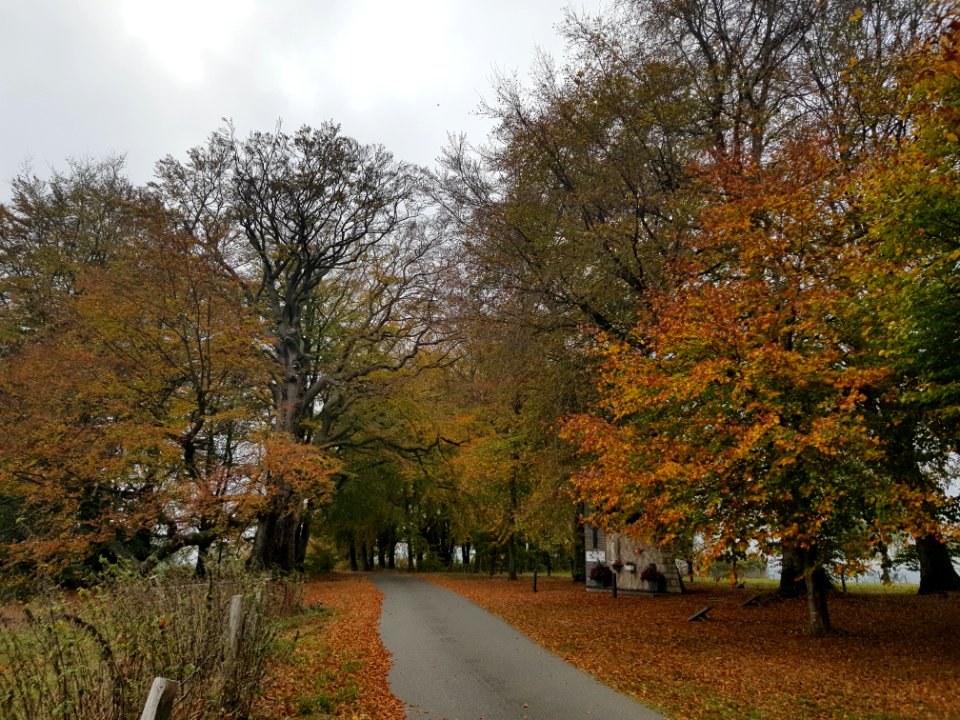 Rodt-Rodter Buchen (1)