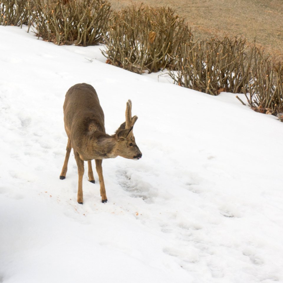 Roe deer buck in Brastad 4