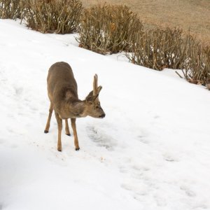 Roe deer buck in Brastad 4 photo
