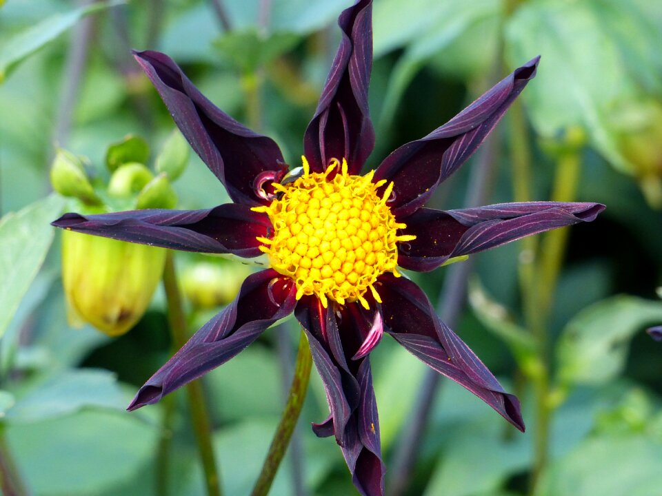 Plant colors black