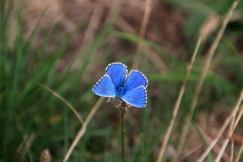 Blue wing color