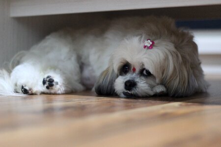 Shih tzu dog puppy