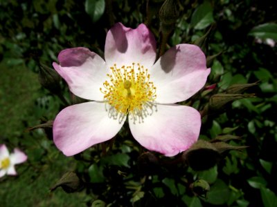 Rosa lyda rose