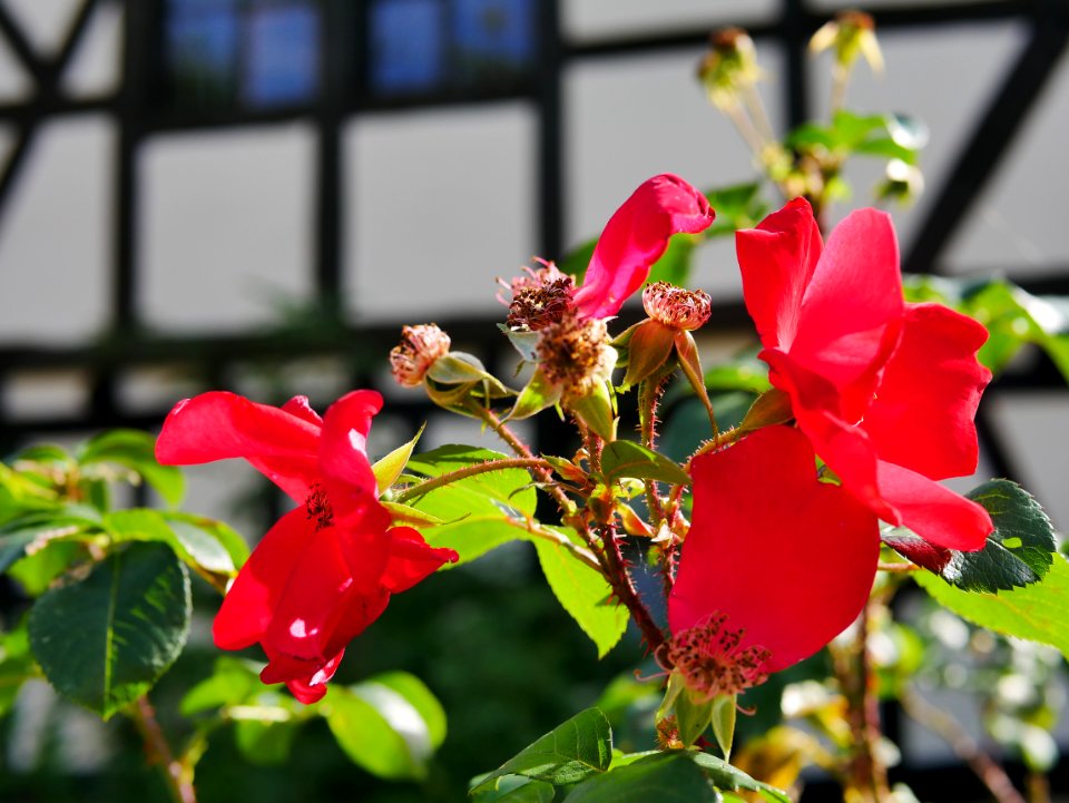 Roscheiderhof-noxEineHerbstroseUndRathaus2018