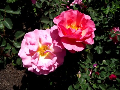 Rosa lilian austin