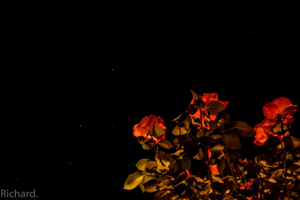Rose At Night Test (167847441)