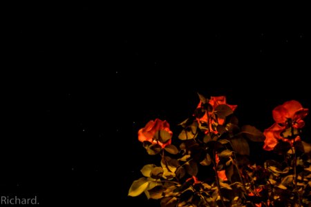 Rose At Night Test (167847441) photo