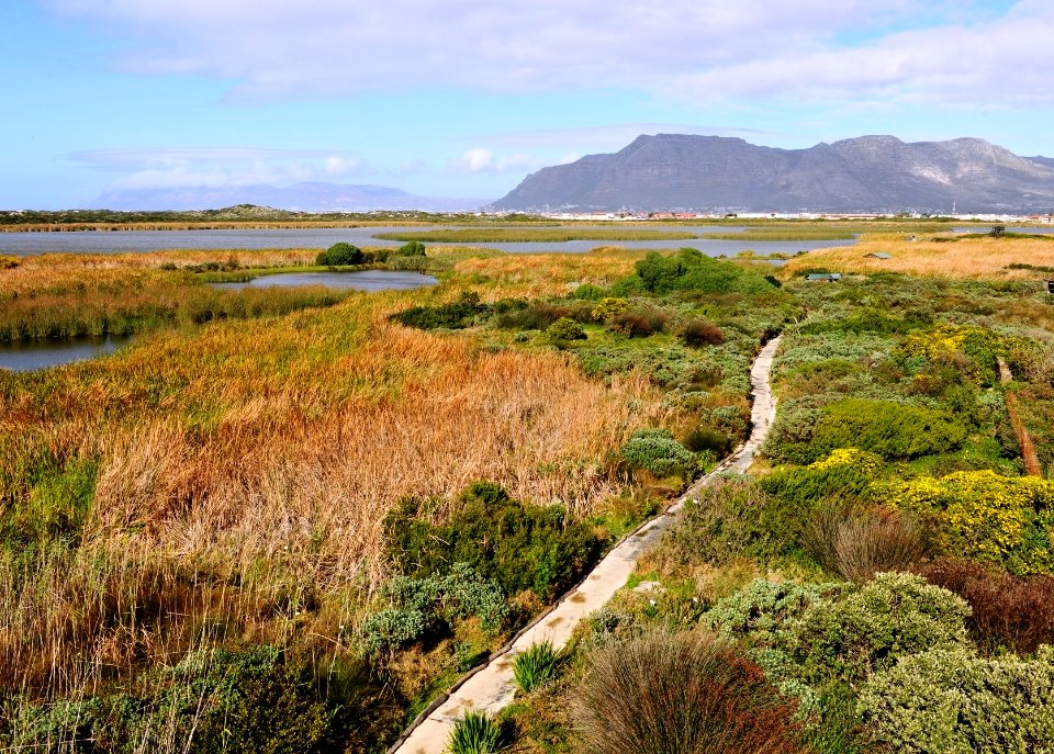 Rondevlei Wetlands Nature Reserve - Cape Town SA 8