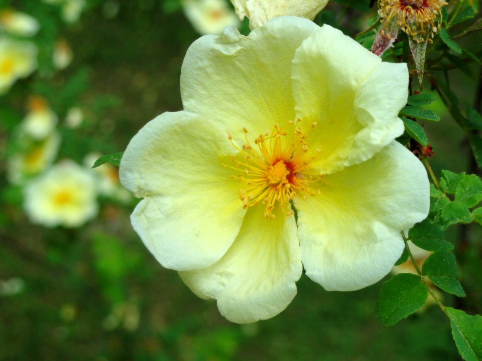Rosa hugonis - Botanischer Garten Freiburg - DSC06463