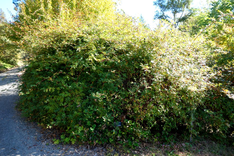 Rosa longicuspis - Quarryhill Botanical Garden - DSC03602