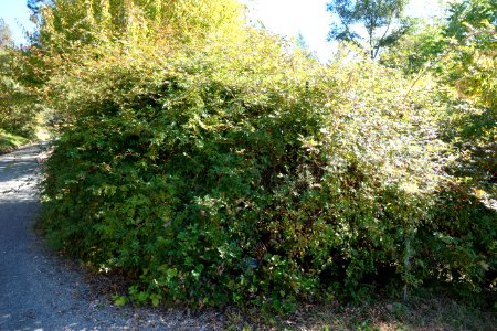 Rosa longicuspis - Quarryhill Botanical Garden - DSC03602
