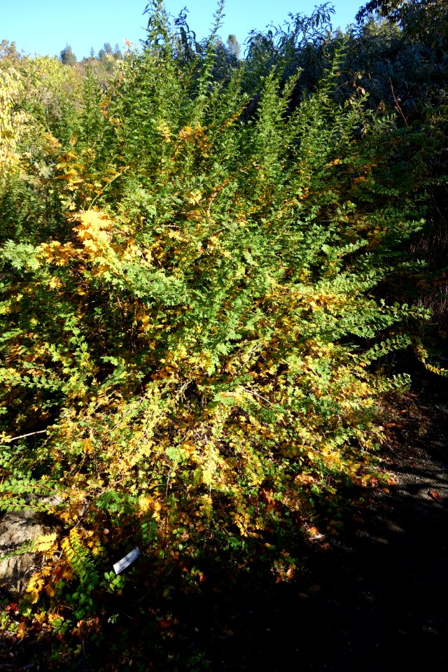 Rosa sericea - Quarryhill Botanical Garden - DSC03324