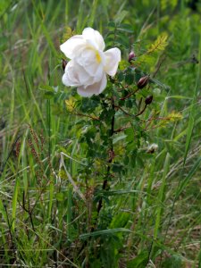 Rosa spinosissima Oulu, Finland 12.06.2013