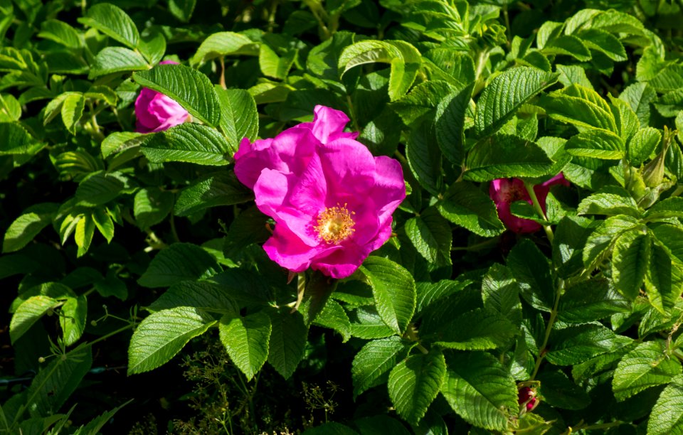 Rosa rugosa in Lahälla
