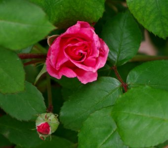 Rose - Jardins de Bagatelle 5
