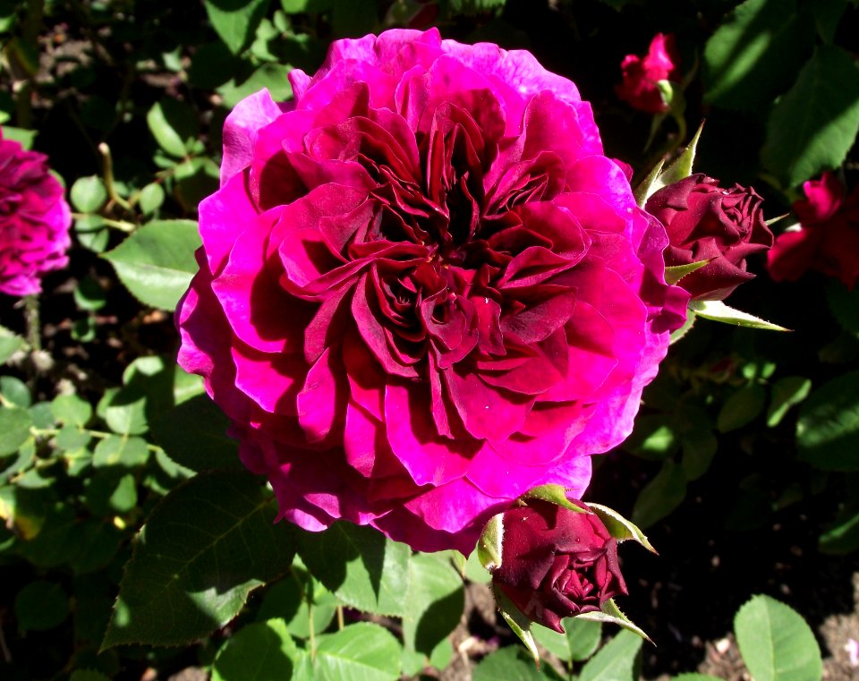 Rosa prospero