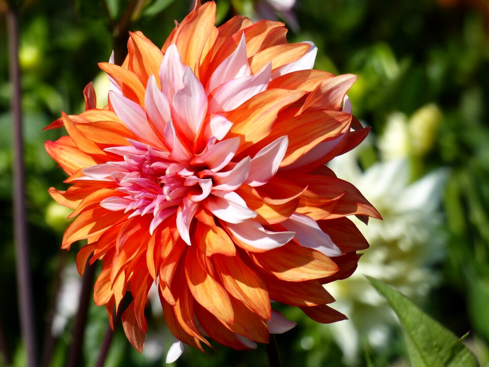 Garden summer colors