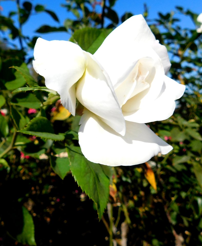 Rosa Sugar Moon