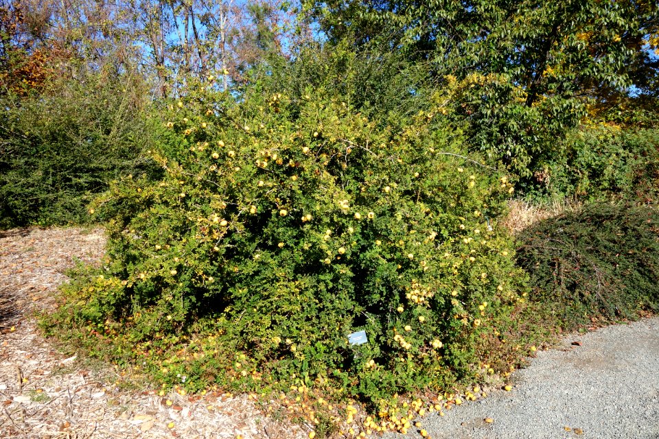 Rosa roxburghii - Quarryhill Botanical Garden - DSC03250