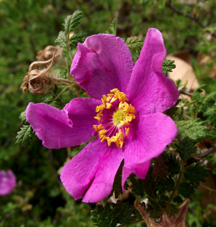Rosa minutifolia
