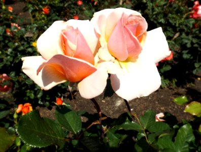 Rosa mother of pearl