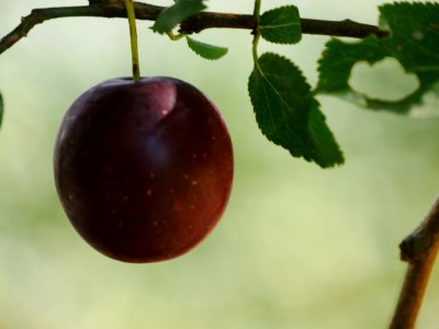 RoscheiderhofKirschpflaumeFrucht