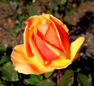 Rose 'About Face' - Humboldt Botanical Garden - Eureka, California - DSC02572