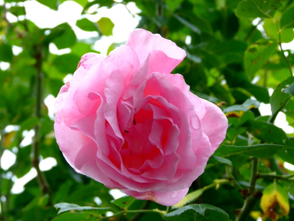 Rose fin de journée